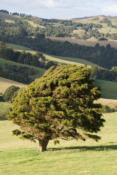 Rolling Hills, Dargaville, North Island, New Zealand