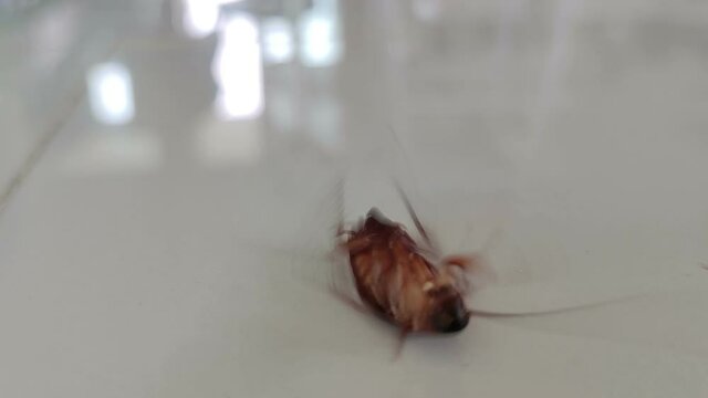 close-up cockroach is going to die on the floor in the kitchen after using using insecticide