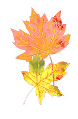 set of autumn watercolor maple leaves on a white background