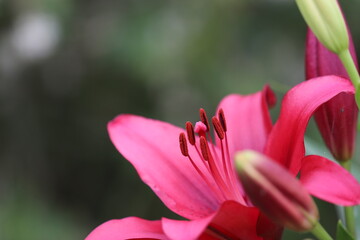 野に咲く濃いピンクのスカシユリの花
A dark pink Thunberg Lily flower that blooms in the field.