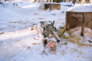 Dog Sled Adventure, Fairbanks, Alaska