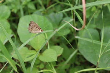 Butterfly perching on green leaves blurred background closeup in the garden.