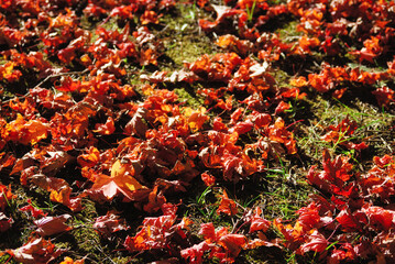 落ち葉　秋　素材