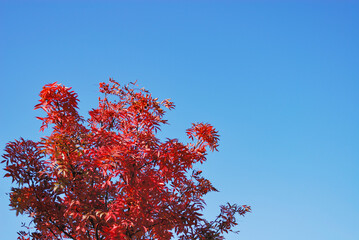 ナナカマド　秋　空　素材