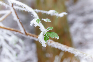 金剛山道で見られた霧氷