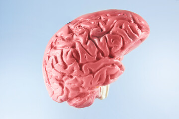 The human brain