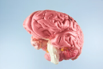 The human brain
