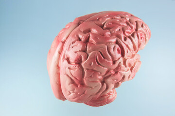 The human brain