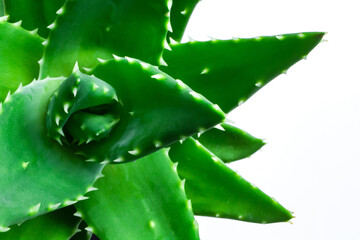 アロエ　多肉植物　白背景