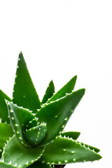 アロエ　多肉植物　白背景