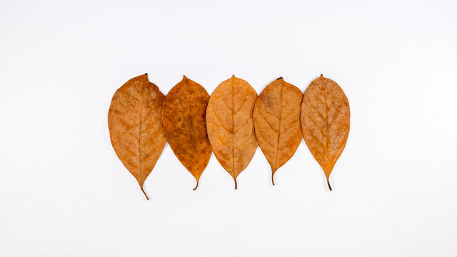Different shades of orange dried tropical leaves