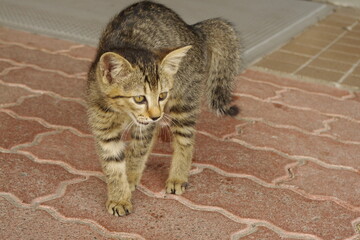 尻尾の毛を逆立たせる猫