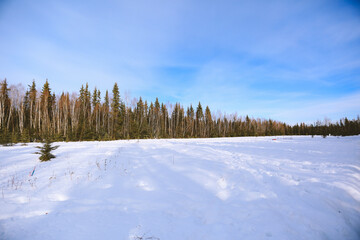 Forest with snow, Fairbanks, Alaska
