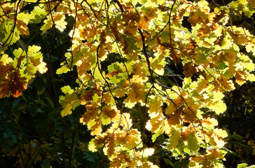 oak, autumn oak foliage against the sky, selective focus.