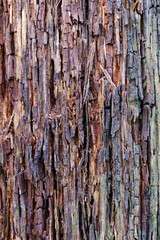 Obraz premium The texture of very old wooden boards covered with moss and mold.