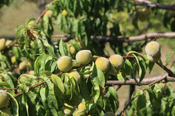 Closeup of unripe apricots on trees under the sunlight with a blurry background