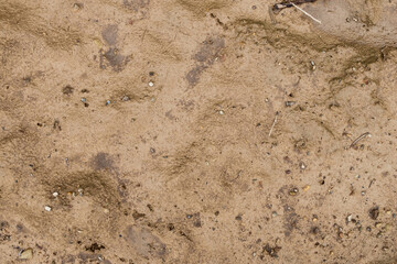 The texture of the mud that formed after rain, interspersed with pebbles.