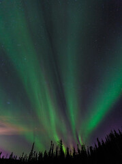 Northern lights,  Fairbanks, Alaska - 378021333
