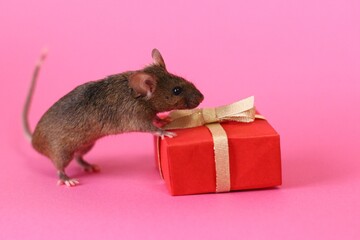 ネズミとプレゼント