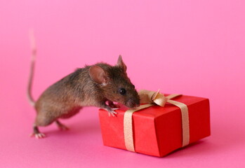 ネズミとプレゼント
