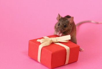 ネズミとプレゼント