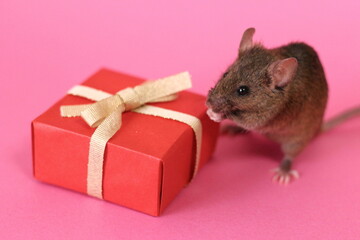 ネズミとプレゼント