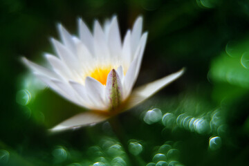 There is a white lotus blooming in the summer pond,
The bokeh of flashing light spots in the background, the whole looks like a beautiful watercolor painting