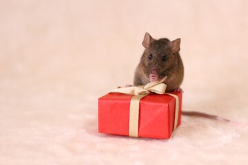 ネズミとプレゼント
