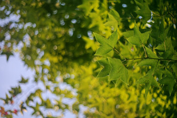 In the summer forest, the lush and dark green leaves are full of irregular layering and natural color changes.