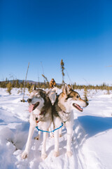 Dog Sled Adventure, Fairbanks, Alaska