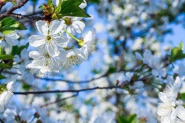 Branches of blossoming apricot macro