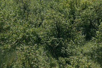 Natural texture and pattern. Closeup view of bushes, grass and trees green foliage. 