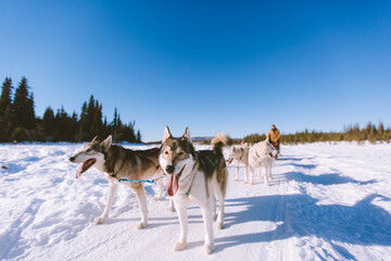 Fototapeta na wymiar Dog Sled Adventure, Fairbanks, Alaska