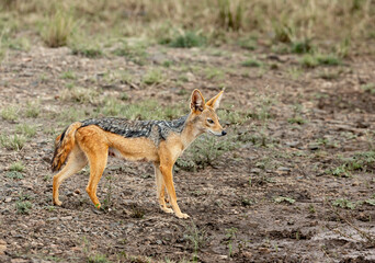 Black-backed Jackal seen at Masai Mara, Kenya, Africa