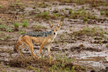 Black-backed Jackal seen at Masai Mara, Kenya, Africa