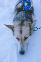 Dog Sled Adventure, Fairbanks, Alaska