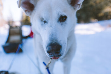 Dog Sled Adventure, Fairbanks, Alaska