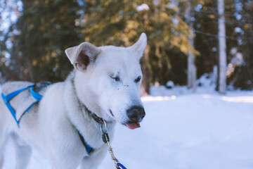 Dog Sled Adventure, Fairbanks, Alaska