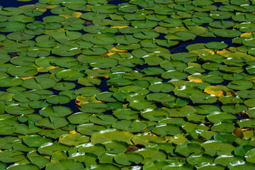 White lotus flowers blooming in a lake with lily pads, as a nature background
