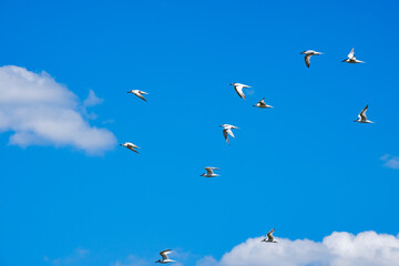 A flock of sea gulls flying in the blue sky against the background of cumulus clouds. Lovely wild birds on a sunny summer day.