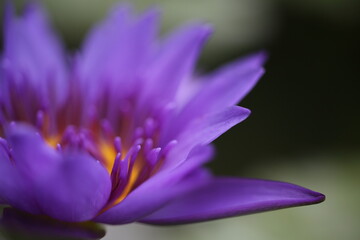 A close up shot of a purple lotus in full bloom, the whole looks like a beautiful watercolor painting