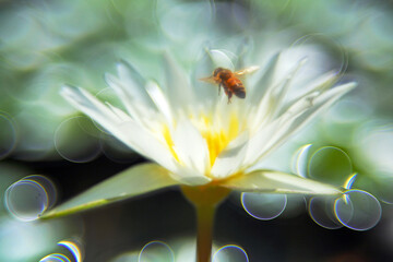 A close-up shot of a white lotus in the pond, attracting a bee to collect nectar, the bokeh with flashing light spots in the background, the whole looks like a beautiful watercolor painting