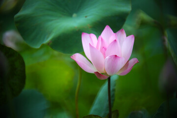 A pink lotus is about to bloom in a pond with green lotus leaves in the background, the whole looks like a beautiful watercolor painting

