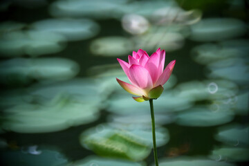 A pink lotus is about to bloom in a pond with green lotus leaves in the background. The whole looks like a beautiful watercolor painting, flashing with a bokeh effect.