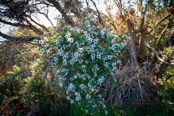 Fotobehang White manuka bush in flower. © Brian Scantlebury