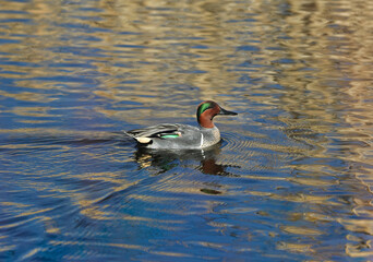 A Green-winged Teal with nice feathers and visible green wing patch swims by in a pond.