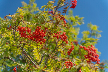 Obraz premium Small Red Berries on a tree in public park