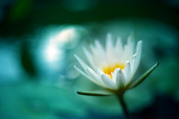 A white lotus blooming alone in the pond, showing a beautiful face in the morning sun