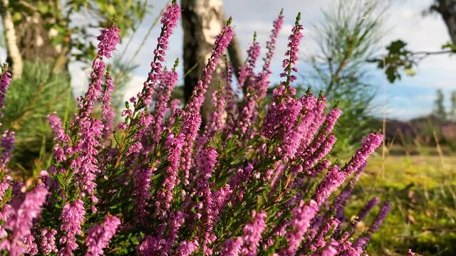 Amazing blooming heather on a blurred background of a meadow at sunset. CLOSE UP.