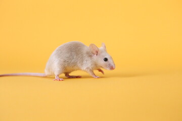 ネズミと山吹色の背景